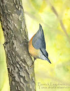 Eurasian Nuthatch