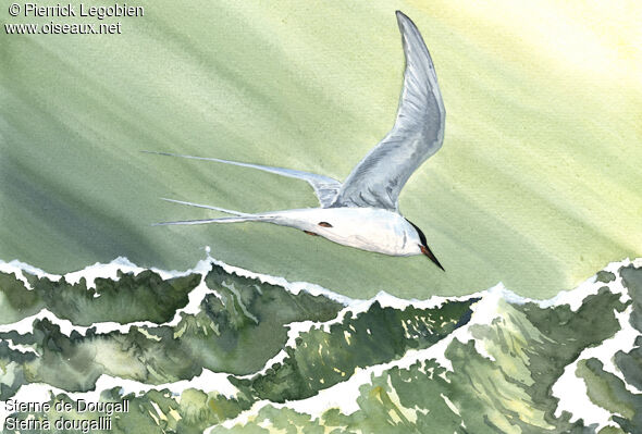 Roseate Tern