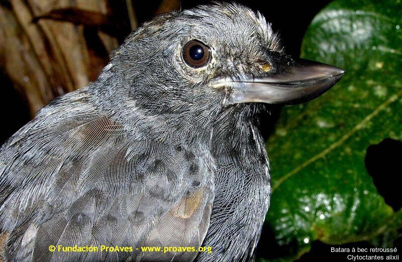 Recurve-billed Bushbird male adult