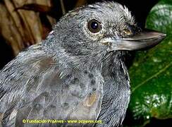 Recurve-billed Bushbird