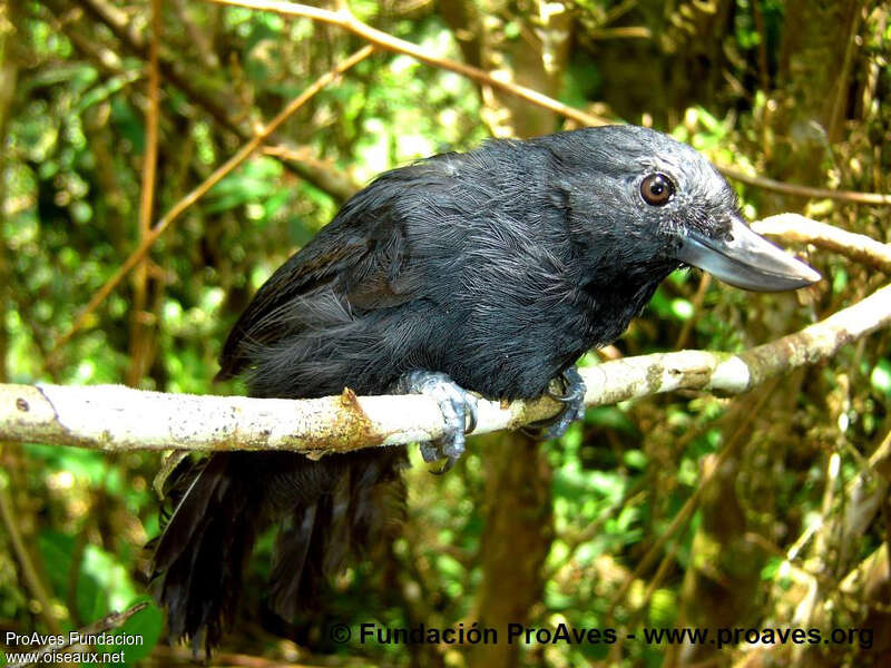 Recurve-billed Bushbird male adult, close-up portrait