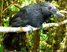 Recurve-billed Bushbird