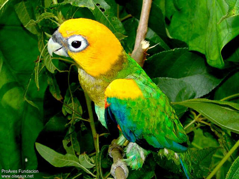 Saffron-headed Parrotadult