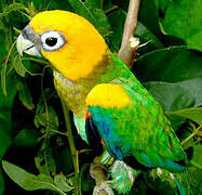 Saffron-headed Parrot