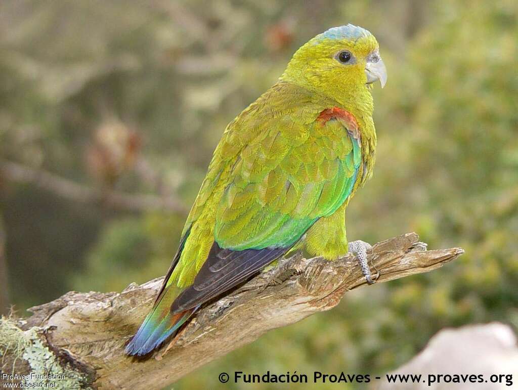 Fuertes's Parrot