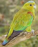 Fuertes's Parrot