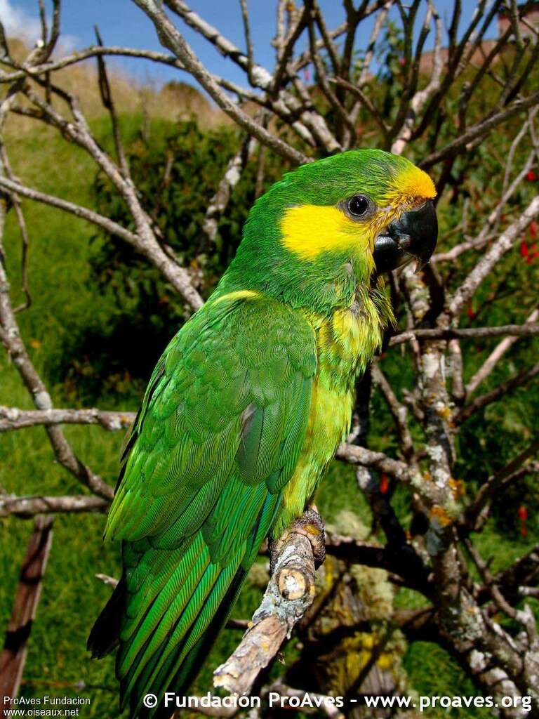 Yellow-eared Parrotadult, identification