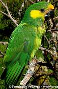 Yellow-eared Parrot