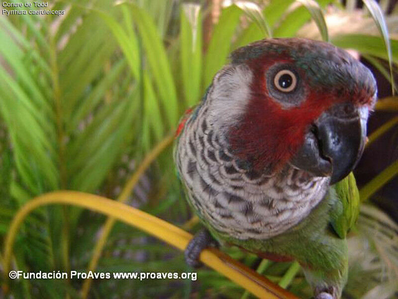 Painted Parakeet (caeruleiceps)adult