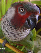 Conure de Todd