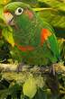 Conure des Santa Marta