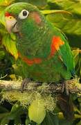 Santa Marta Parakeet