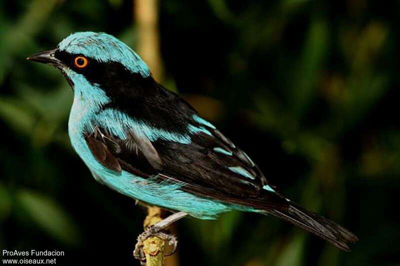 Turquoise Dacnis male adult