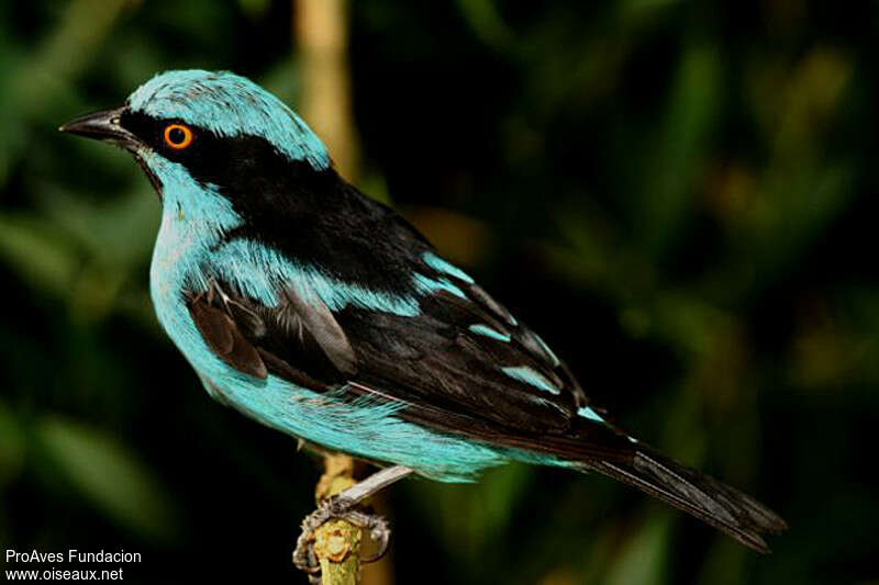 Dacnis de Hartlaub mâle adulte