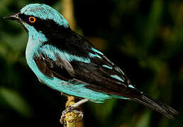 Turquoise Dacnis