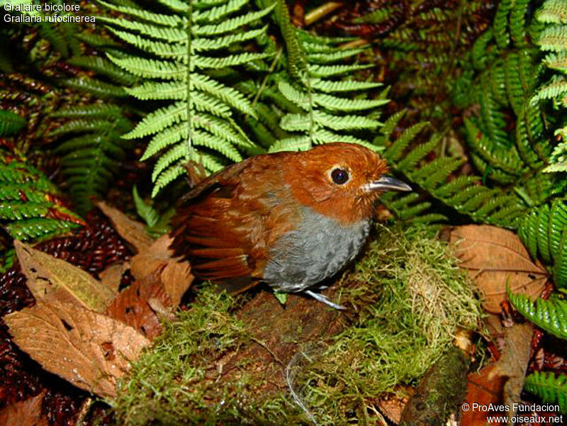 Bicolored Antpitta