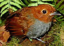 Bicolored Antpitta