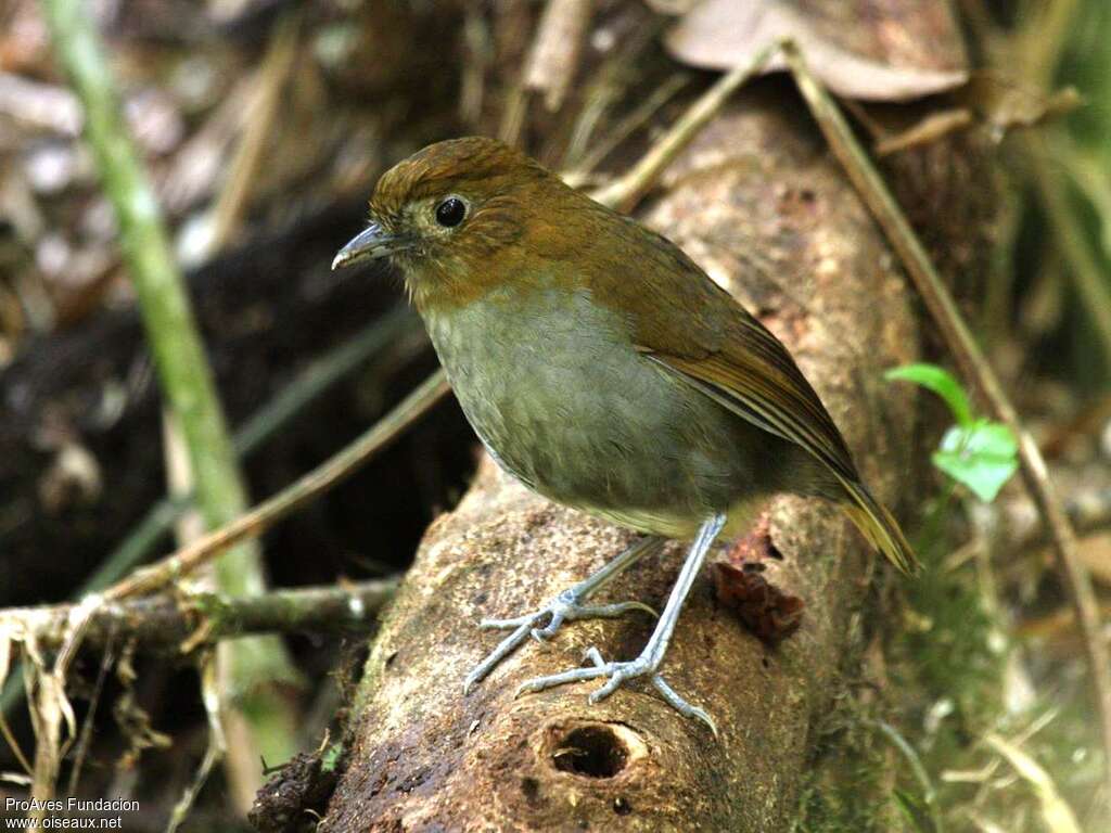 Grallaire de Fenwick, identification