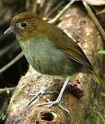 Urrao Antpitta