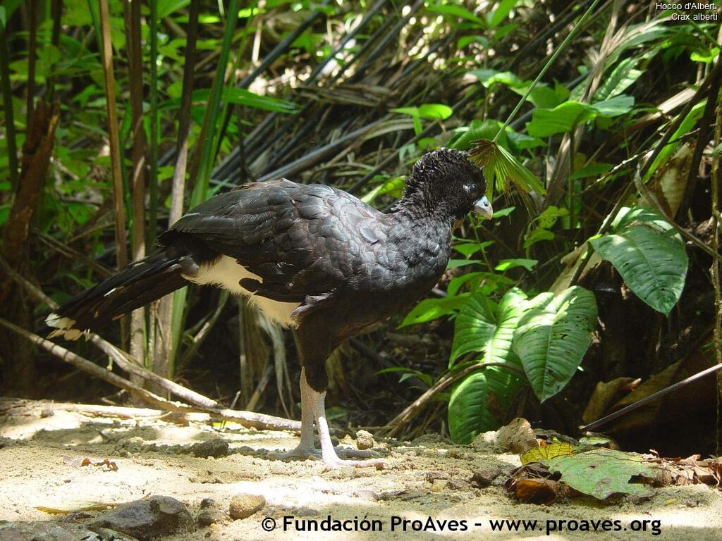 Blue-billed Curassowadult