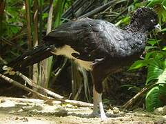 Blue-billed Curassow