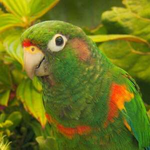 Conure des Santa Marta