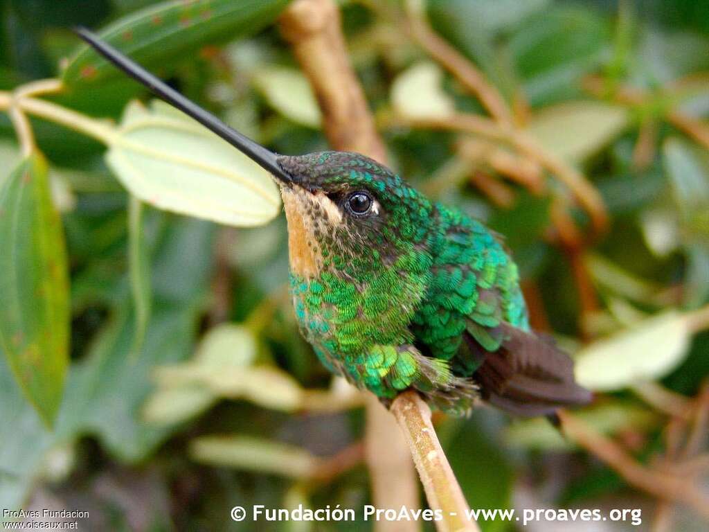 Dusky Starfrontlet female