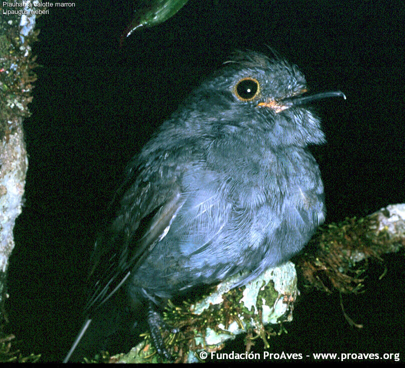 Chestnut-capped Piha