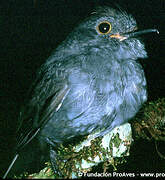 Chestnut-capped Piha