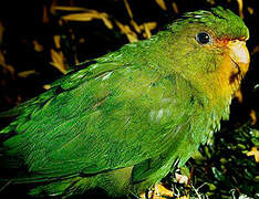 Rufous-fronted Parakeet