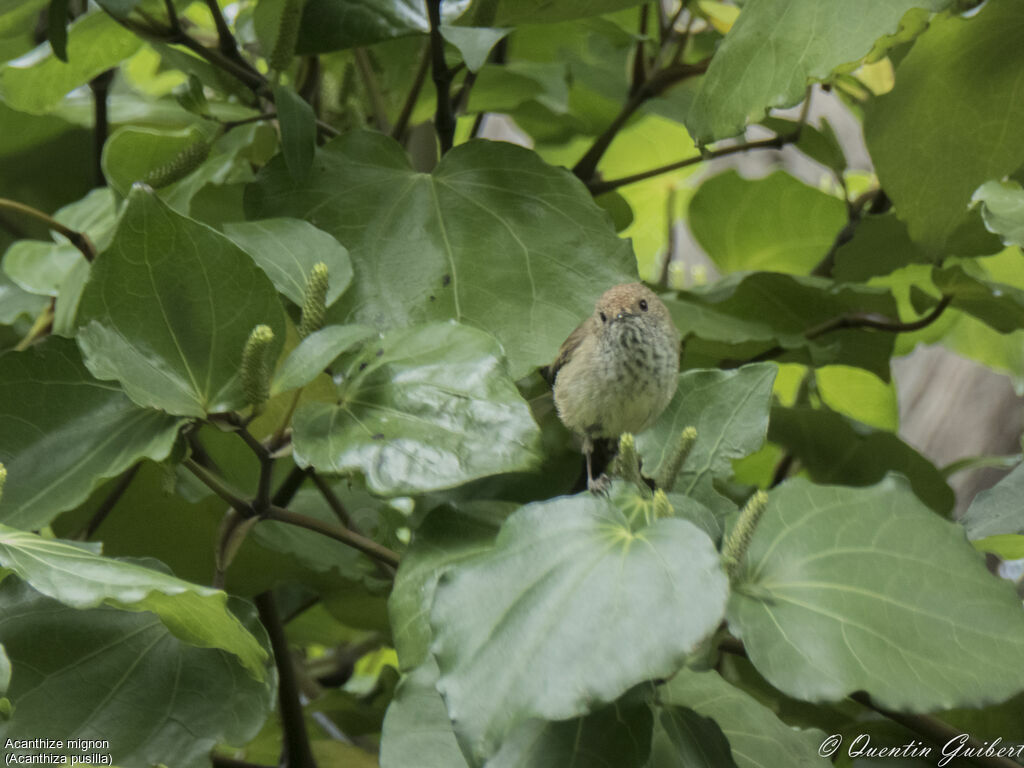 Brown Thornbill