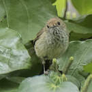 Acanthize mignon
