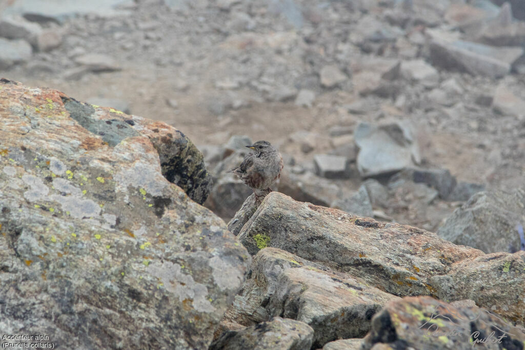 Alpine Accentor, identification, camouflage, walking