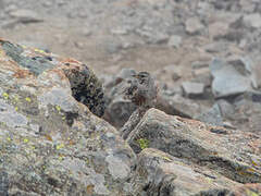 Alpine Accentor