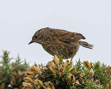 Dunnock