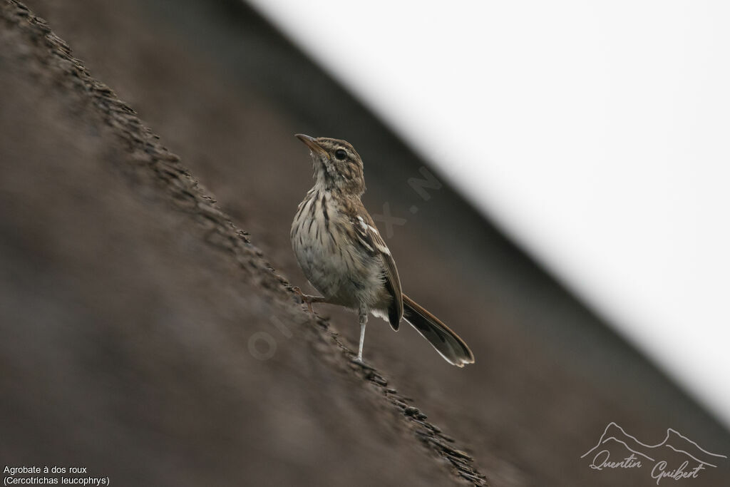 White-browed Scrub Robin