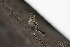 White-browed Scrub Robin