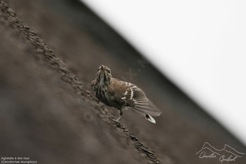 White-browed Scrub Robin