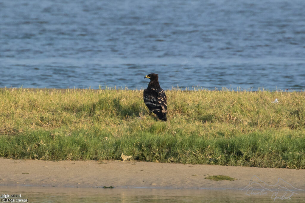 Greater Spotted EagleFirst year, walking