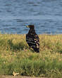 Aigle criard