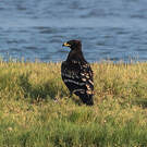 Aigle criard