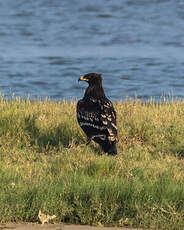 Aigle criard