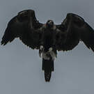 Aigle d'Australie