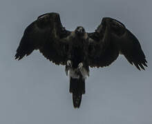 Wedge-tailed Eagle