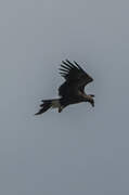 Wedge-tailed Eagle