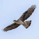 Aigle de Bonelli