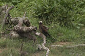 Aigle de Wahlberg