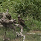 Aigle de Wahlberg
