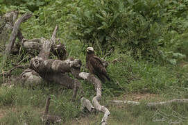 Wahlberg's Eagle