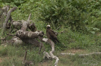 Aigle de Wahlberg